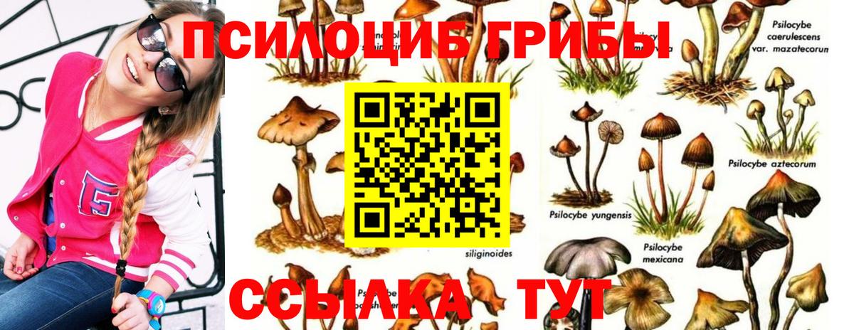 Псилоцибиновые грибы GOLDEN TEACHER Сокол