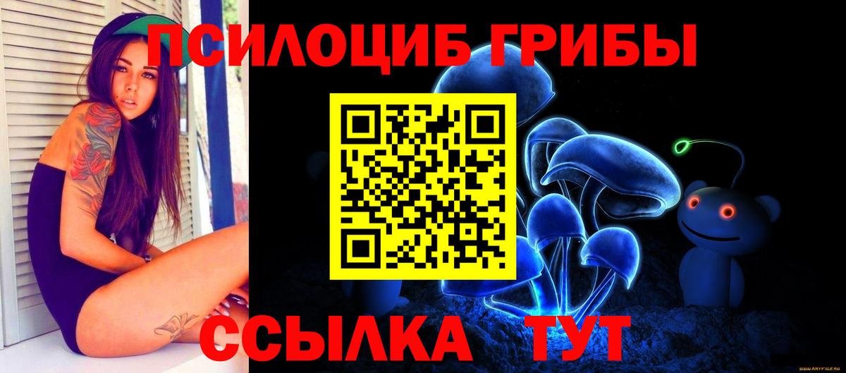 Сокол  Псилоцибиновые грибы Cubensis  Вход с VPN 